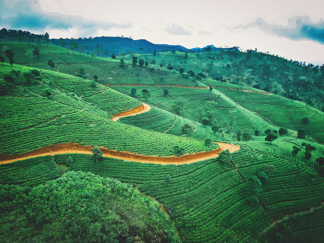 Tea Garden with sustainable agricultural approach 