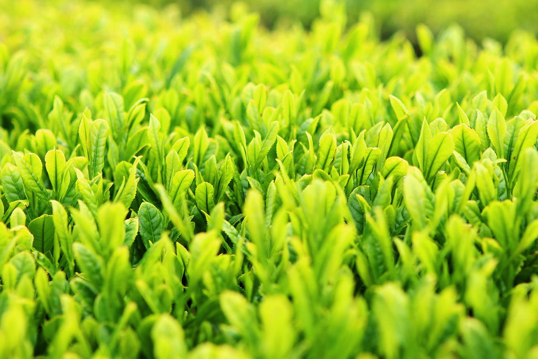 What are 'Tea Flushes'? A Comprehensive Guide to Understanding Different Harvesting Seasons