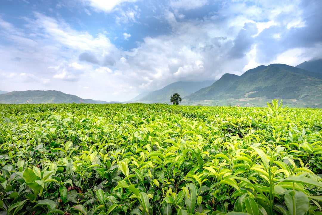 Darjeeling tea farm and the workers