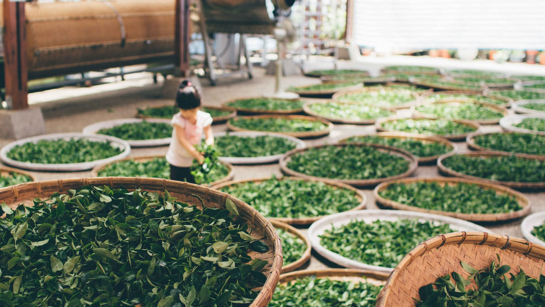  Making of Chinese green tea